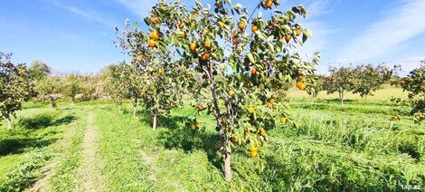 2500 sot torpaq sahəsi, Mingəçevir ş.