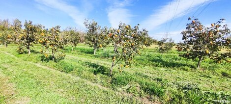 2500 sot torpaq sahəsi, Mingəçevir ş.