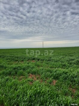 10000 sot torpaq sahəsi, Siyəzən r.