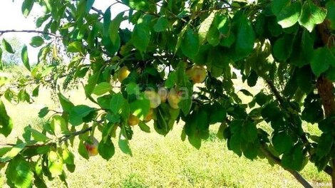 180 sot torpaq sahəsi, Xaçmaz r.