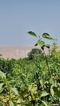 Bağ evi, Şabran r.