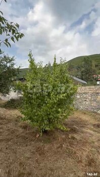 4 sot torpaq sahəsi, Şəki r.
