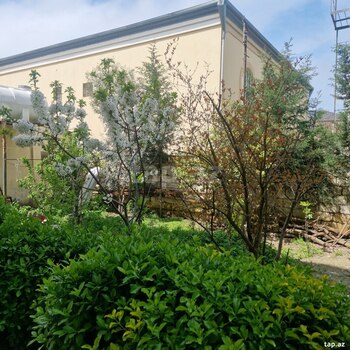 Həyət evi kirayə verilir, Əhmədli m.