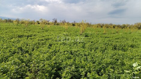 2.67 sot torpaq sahəsi, Qax r.