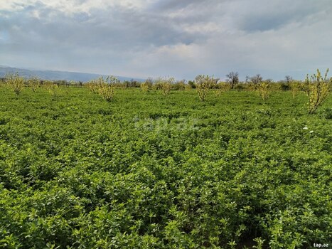 2.67 sot torpaq sahəsi, Qax r.