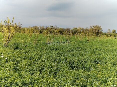2.67 sot torpaq sahəsi, Qax r.