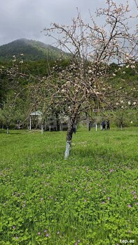 5 sot torpaq sahəsi, Qəbələ r.