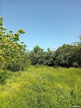Həyət evi, Oğuz ray.