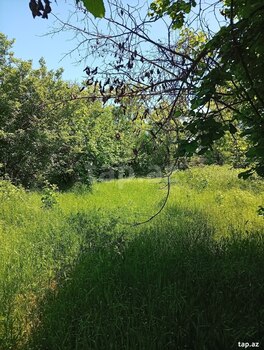 Həyət evi, Oğuz ray.