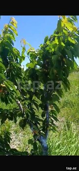 3400 sot torpaq sahəsi, Ağdaş r.
