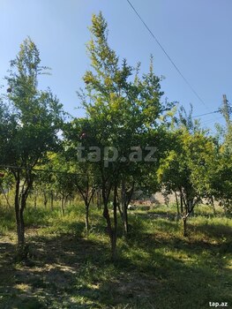 Həyət evi, Mingəçevir ş.