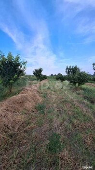 100 sot torpaq sahəsi, Xaçmaz r.