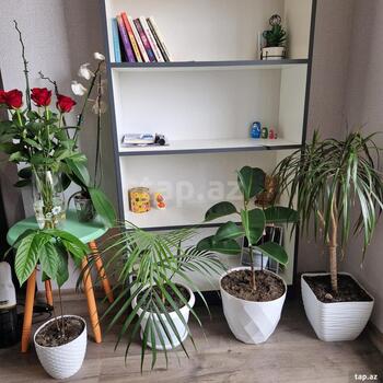 1-otaqlı yeni tikili kirayə verilir, 20 Yanvar m., 25 m²