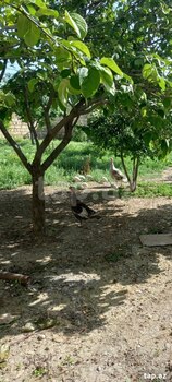 Həyət evi, Siyəzən r.