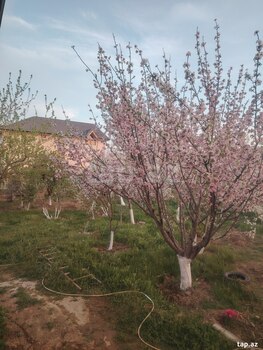 Bağ evi, Abşeron r.