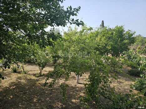Bağ evi kirayə verilir, Bilgəh qəs.