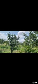 500 sot torpaq sahəsi, Şəmkir r.