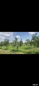 500 sot torpaq sahəsi, Şəmkir r.