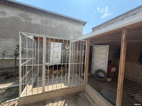 Həyət evi, Sumqayıt ş.