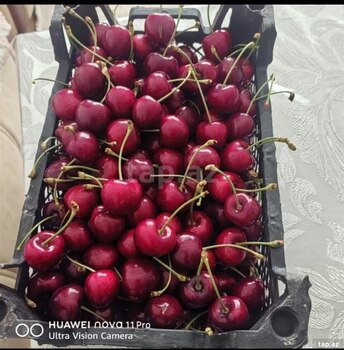 270 sot torpaq sahəsi, Xaçmaz r.