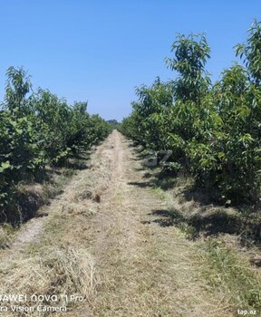320 sot torpaq sahəsi, Xaçmaz r.