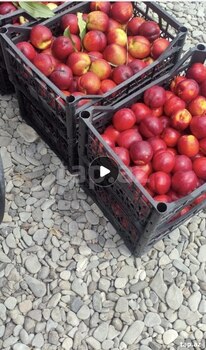 320 sot torpaq sahəsi, Xaçmaz r.