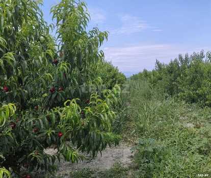320 sot torpaq sahəsi, Xaçmaz r.