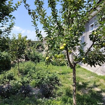 Həyət evi, Şəki ş.