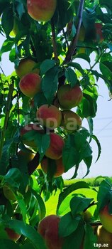 2500 sot torpaq sahəsi, Mingəçevir ş.