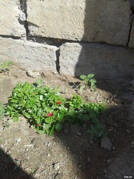 Bağ evi kirayə verilir, Pirşağı qəs.