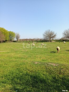 Həyət evi, Sabirabad r.