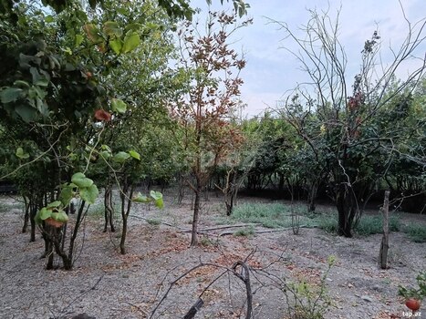 Həyət evi, Biləsuvar r.