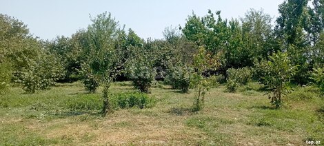 Bağ evi, Xaçmaz r