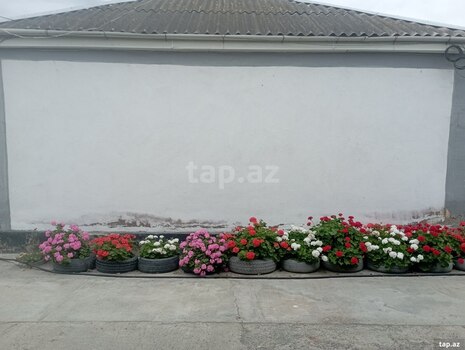 Bağ evi, Xaçmaz r