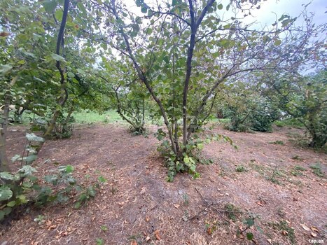Həyət evi, Qarabağlı k.