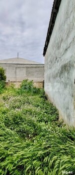 Həyət evi, Şabran r.
