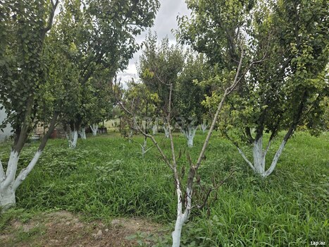 Bağ evi, Xaçmaz r.
