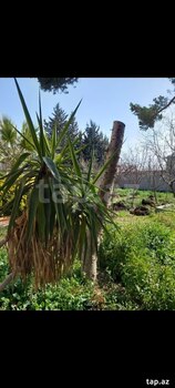 Bağ evi kirayə verilir, Bakıxanov qəs.