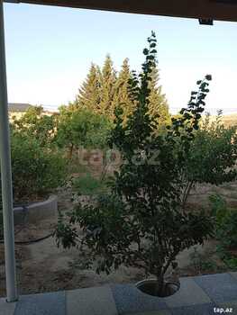 Bağ evi kirayə verilir, Sabunçu r.