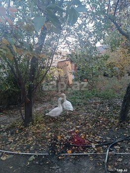 Bağ evi, Mingəçevir r.