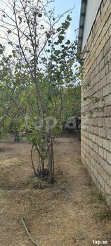 Bağ evi kirayə verilir, Xaçmaz ş.