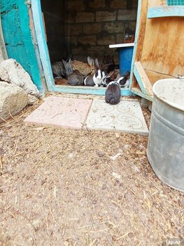 Bağ evi, Sumqayıt ş.