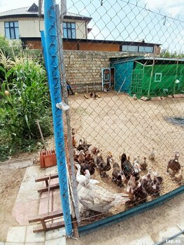 Bağ evi, Sumqayıt ş.