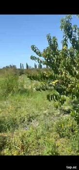 260 sot torpaq sahəsi, Xaçmaz r.