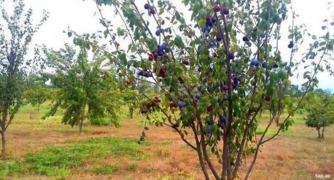 180 sot torpaq sahəsi, Xaçmaz r.