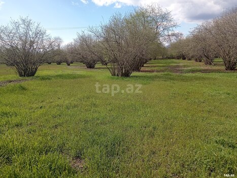 180 sot torpaq sahəsi, Zaqatala r.