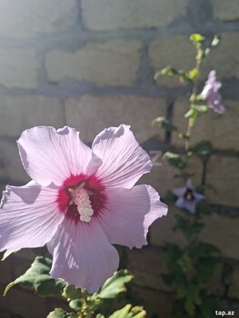 Bağ evi, Qaradağ r.