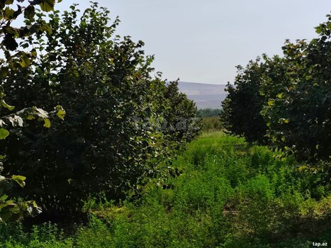 2000 sot torpaq sahəsi, Qax r.