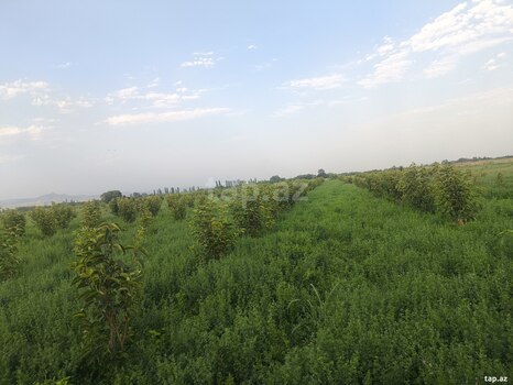 260 sot torpaq sahəsi, Ağdaş r.