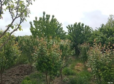 Həyət evi, Xaçmaz r.
